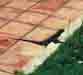 lizard